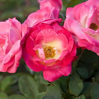 Rosa 'Cancan'