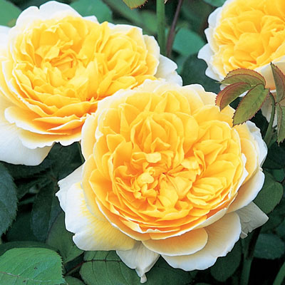 Rosa 'Charlotte'