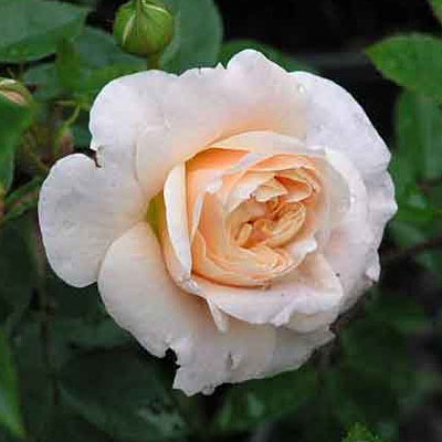 Rosa 'Colette'