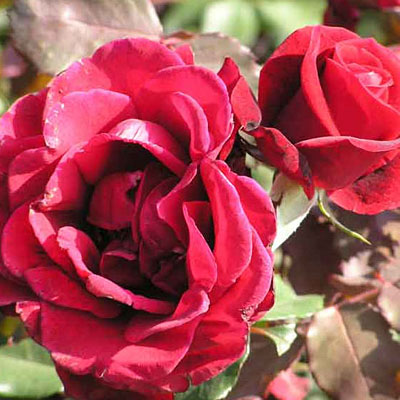 Rosa 'Don Juan'