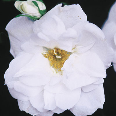 Rosa rugosa 'Blanc Double de Coubert'