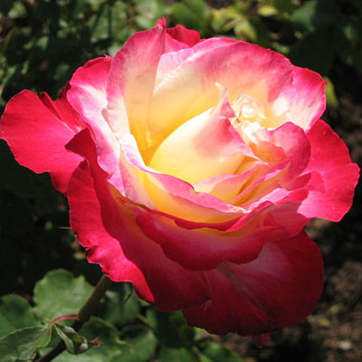 Rosa 'Double Delight'