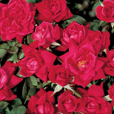 Rosa 'Double Knock Out'