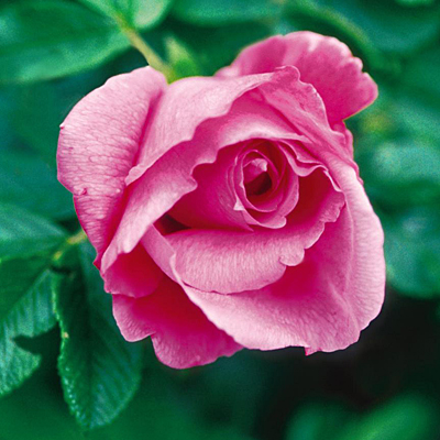 Rosa rugosa 'Dwarf Pavement'
