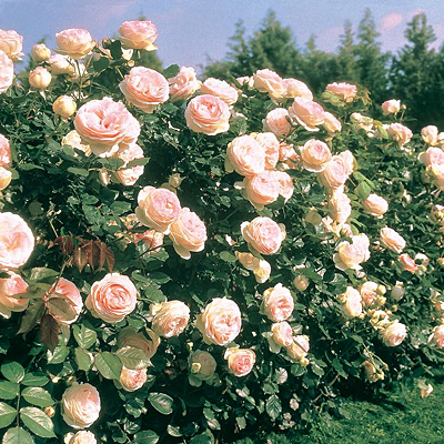 Rosa 'Eden'