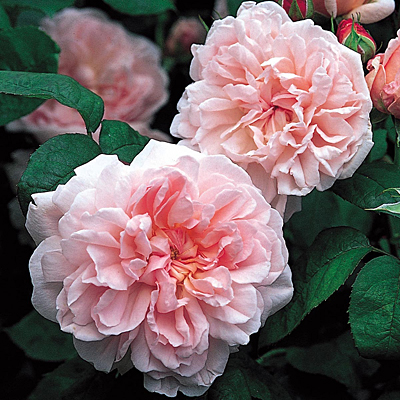 Rosa 'Eglantyne'