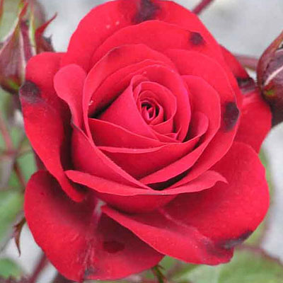 Rosa 'Europeana'