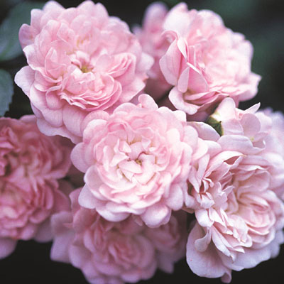 Rosa 'The Fairy'