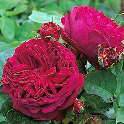 Rosa 'Falstaff'