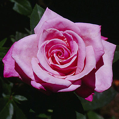 Rosa 'First Prize'