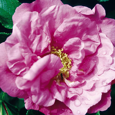 Rosa rugosa 'Foxi Pavement'