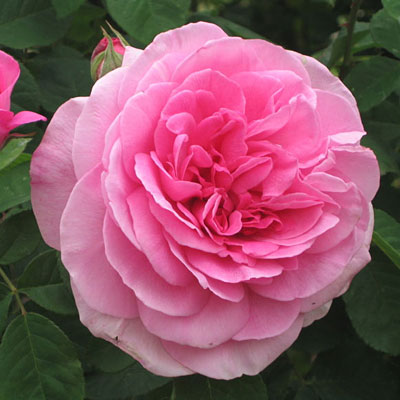 Rosa 'Gertrude Jekyll'
