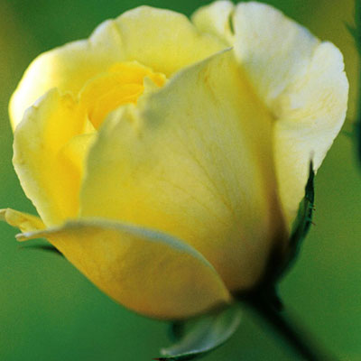 Rosa 'Golden Showers'