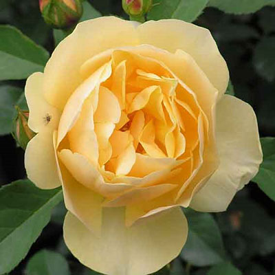 Rosa 'Graham Thomas'