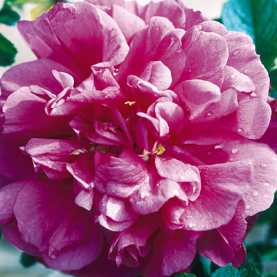 Rosa rugosa 'Hansa'