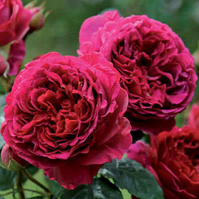 Rosa 'Heathcliff'