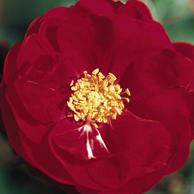 Rosa 'Henry Kelsey'