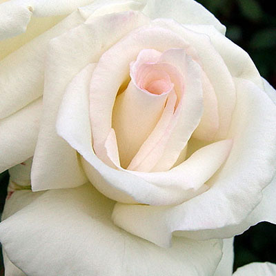 Rosa 'Honor'
