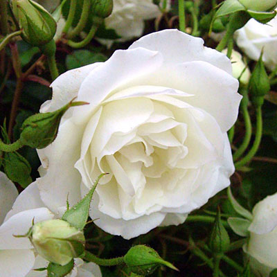 Rosa 'Iceberg'