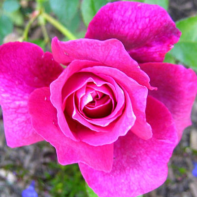 Rosa 'Intrigue'