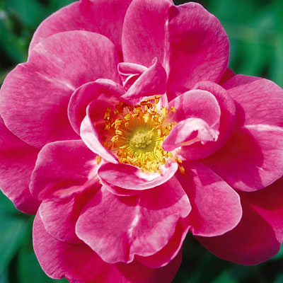 Rosa 'John Cabot'