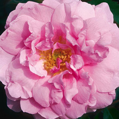 Rosa 'John Davis'