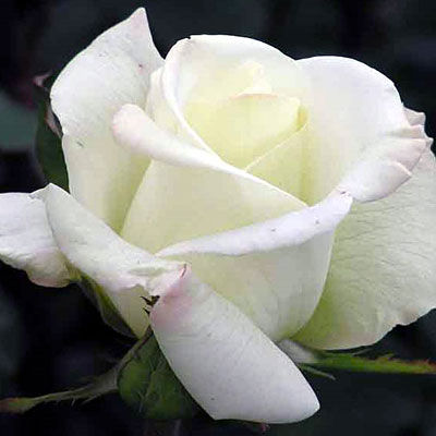 Rosa 'John F. Kennedy'