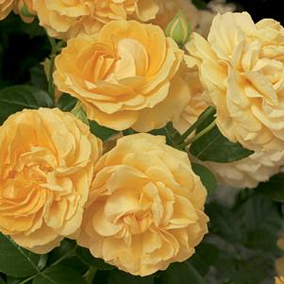 Rosa 'Julia Child'