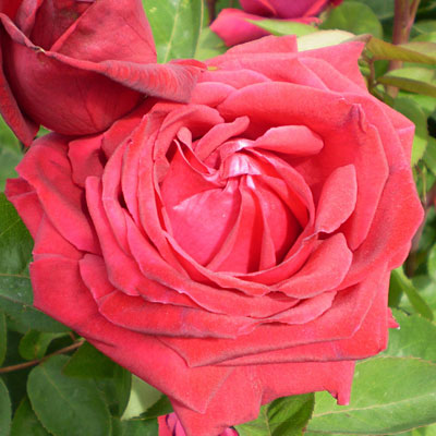 Rosa 'Kashmir'