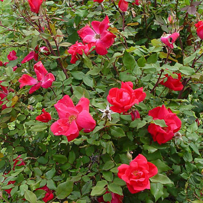 Rosa 'Knock Out'