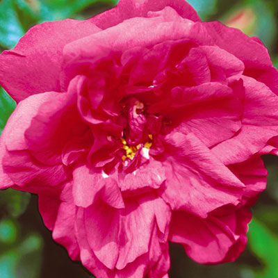 Rosa rugosa 'Magnifica'