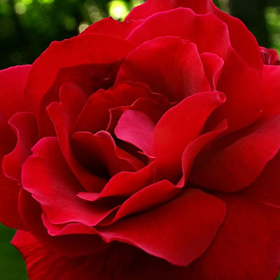 Rosa 'Mister Lincoln'