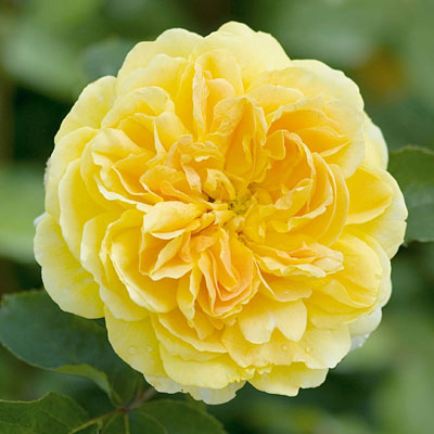 Rosa 'Molineux'