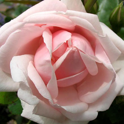 Rosa 'New Dawn'
