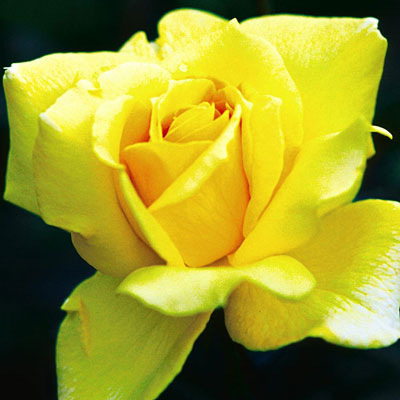 Rosa 'Oregold'