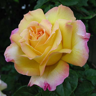 Rosa 'Peace'