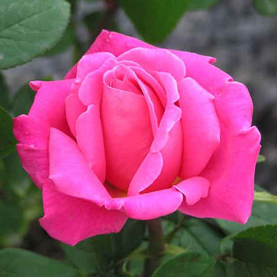 Rosa 'Perfume Delight'