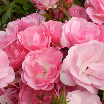 Rosa 'Pinktopia'
