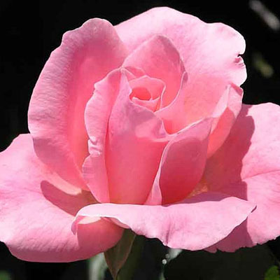 Rosa 'Queen Elizabeth'
