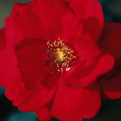 Rosa 'Ramblin' Red'