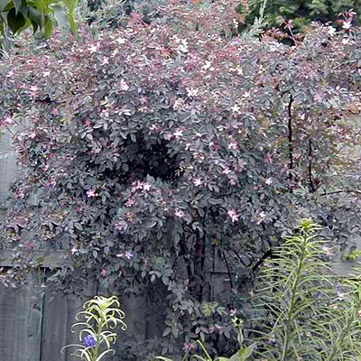 Rosa rubrifolia
