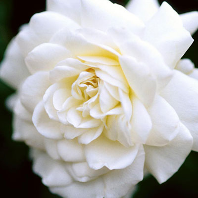 Rosa 'Sea Foam'