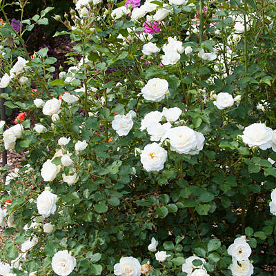 Rosa 'Snowdrift'