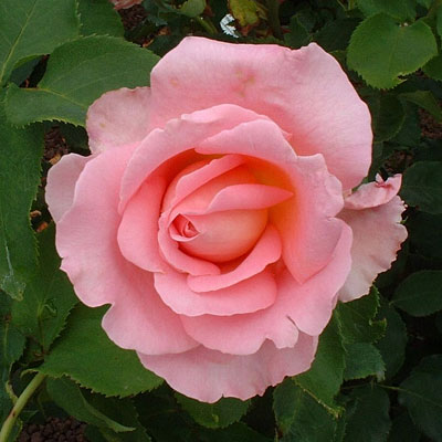 Rosa 'Tiffany'