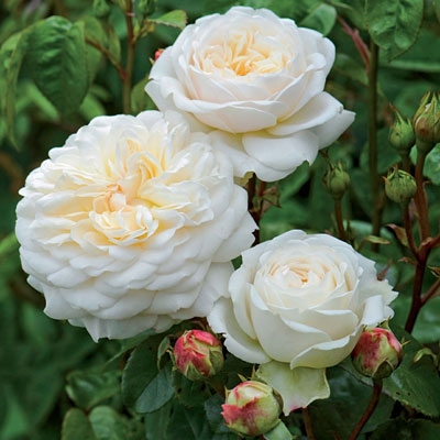 Rosa 'Tranquility'