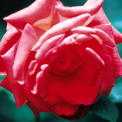 Rosa 'Tropicana'