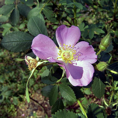 Rosa virginiana