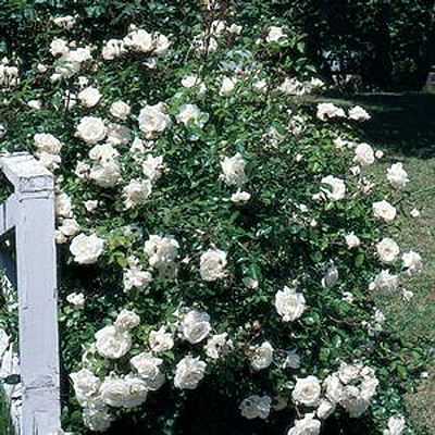 Rosa 'White Dawn'