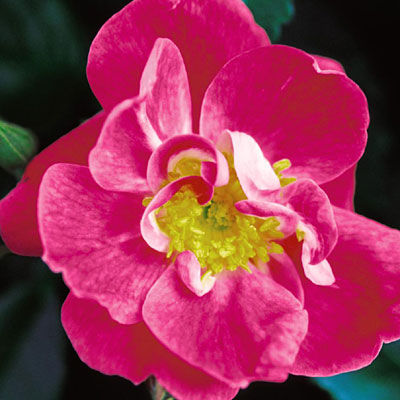 Rosa 'William Baffin'