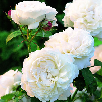 Rosa 'Winchester Cathedral'